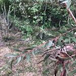Eucalyptus parvula Hoja