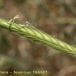 Secale strictum Flower