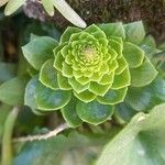 Aeonium castello-paivae Blad