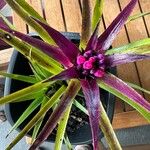 Aechmea recurvata Flor