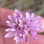 Allium roseum Blomma