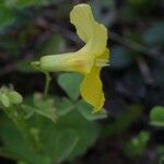 Oxalis macrantha Flower