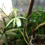 Brassavola tuberculata Flor