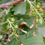 Ribes aureum Fruit