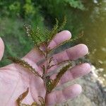 Potamogeton crispus Blatt