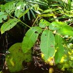 Polyscias lionnetii Leaf