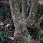 Alloxylon flammeum Bark