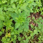 Bidens alba Leaf