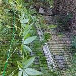 Cyclanthera pedata 整株植物