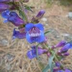 Penstemon speciosus Virág