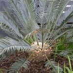 Encephalartos lehmannii ഇല