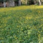 Ranunculus velutinus Habit