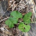 Rhoicissus tomentosa Leaf