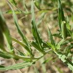 Oenothera affinis Φύλλο