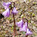 Soldanella alpina Flower