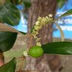 Ziziphus mauritiana Fruit