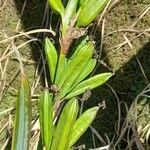 Iris pseudacorusഫലം