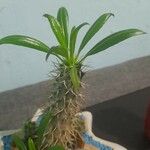 Pachypodium lamerei Fuelha