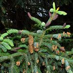 Picea engelmannii Λουλούδι