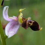 Ophrys x pseudapifera