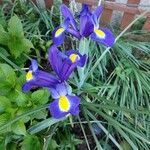 Iris xiphium Blüte