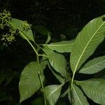 Palicourea berteroana Blad