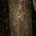 Aniba parviflora Кора