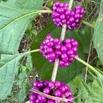 Callicarpa americanaVrucht