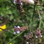 Verbena litoralisFleur