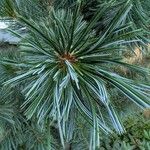 Pinus parviflora ᱥᱟᱠᱟᱢ