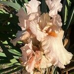 Iris barbatula 花