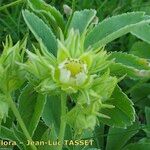 Potentilla valderia Flower