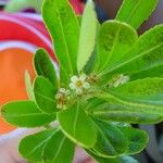 Peripterygia marginata Blüte