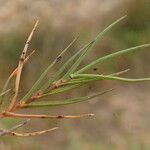 Sporobolus pungens Leaf