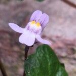 Cymbalaria muralisFlower