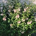 Hibiscus syriacus 整株植物