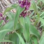 Tradescantia boliviana Hábito