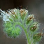 Phacelia heterophylla 花