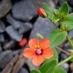 Lysimachia arvensis Flower