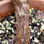 Yucca brevifolia 樹皮