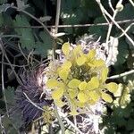 Brassica rapa Flower