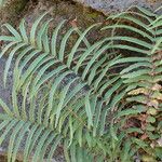 Pteris vittata Feuille