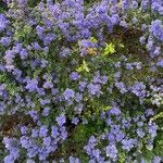 Ceanothus impressus आदत