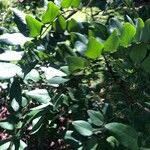 Cassia afrofistula 葉