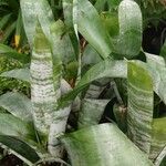 Aechmea fasciata List