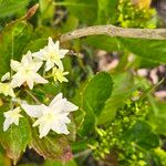 Hydrangea macrophylla Flor
