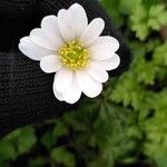Anemonoides blanda फूल