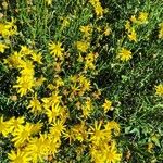 Senecio inaequidensFlower