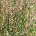 Calamagrostis canescens ফুল