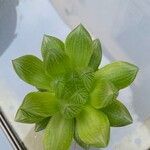 Haworthia cooperi Blatt